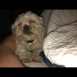 Meet your Posher, Sophie